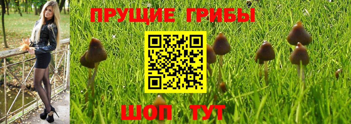 Первоуральск  Галлюциногенные грибы Psilocybe  Вход с VPN 